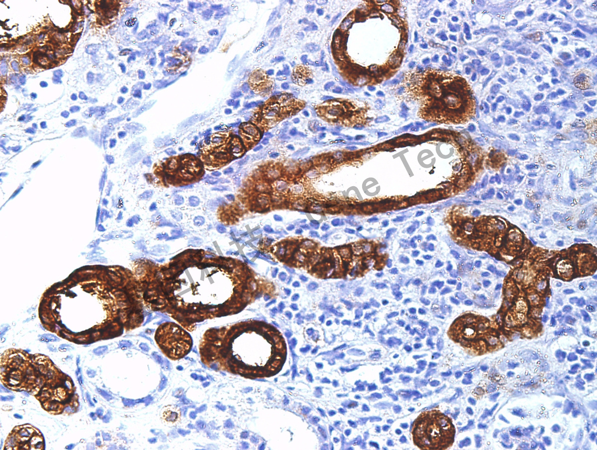 根据抗体首字母检索