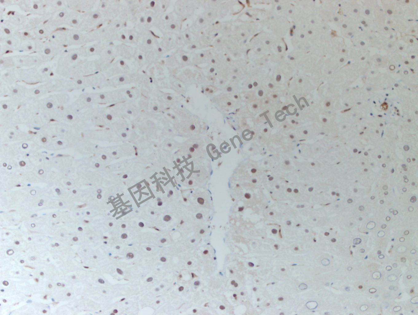 20200507-18 HSP70 G15-4_副本.jpg