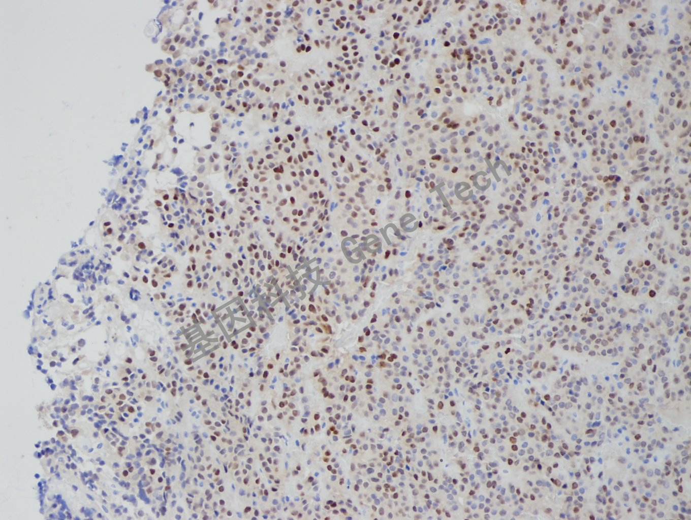 1681797058153663.jpg 20181204-14 NP1801206-4_副本.jpg