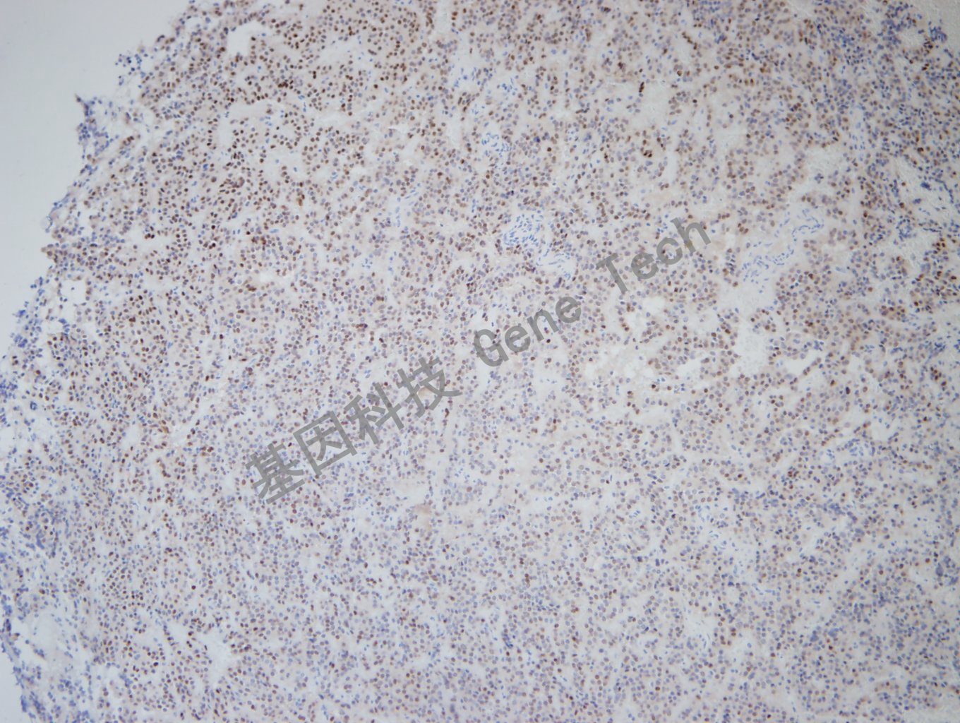 1681797074883083.jpg 20181204-14 NP1801206-3_副本.jpg